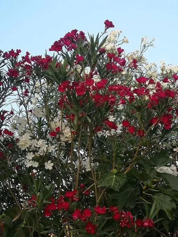 Villacinisi Villa Cinisi